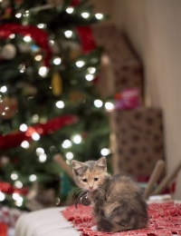A Kitten Christmas