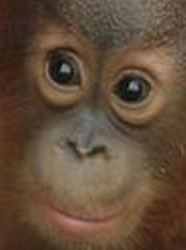 Meet the Orangutans - Season 1