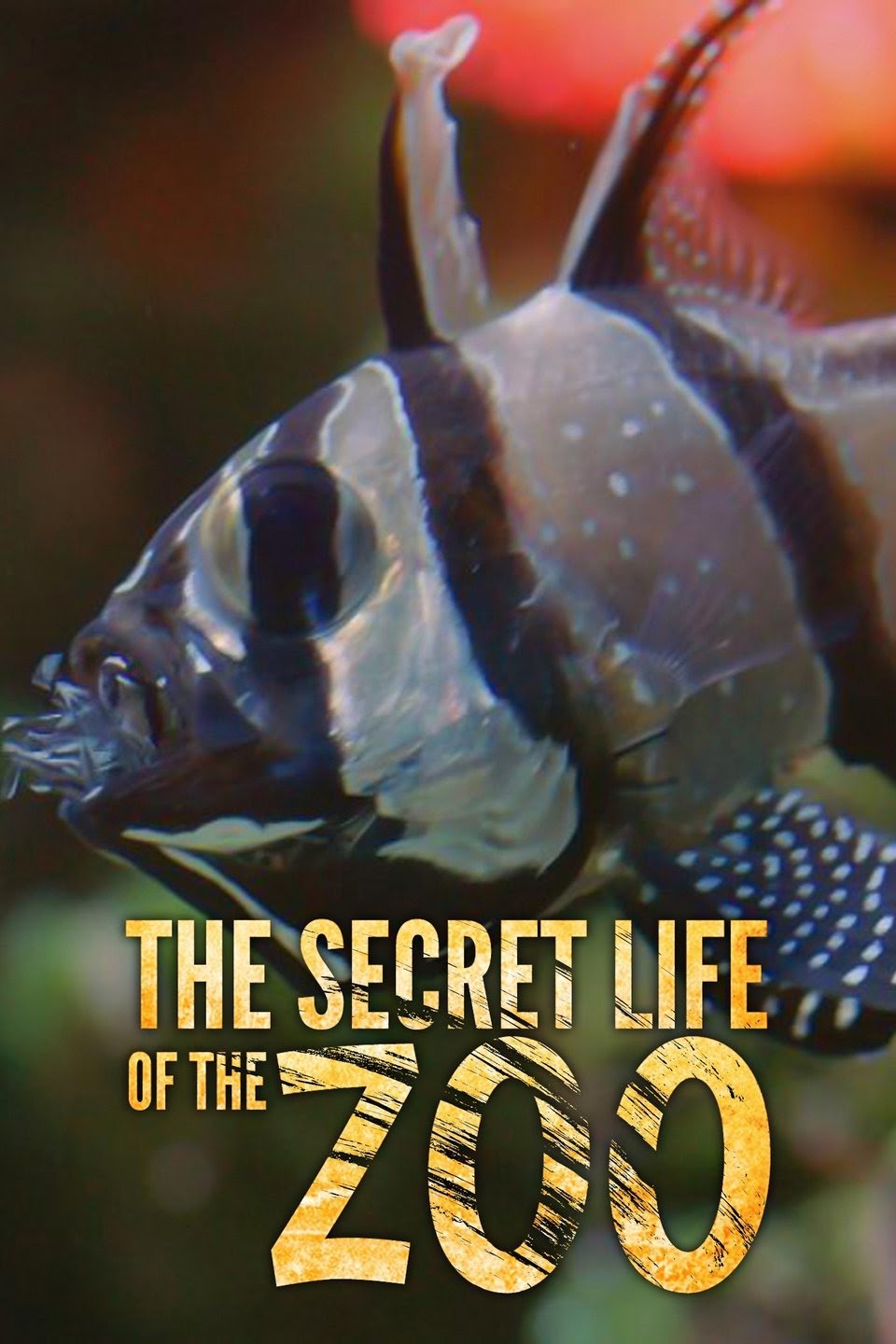The Secret Life of The Zoo - Season 3